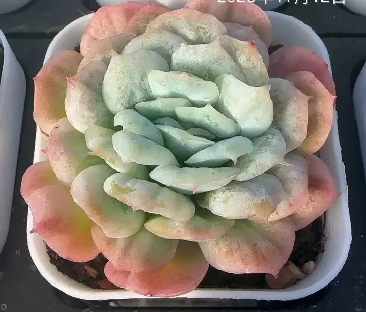 plant Aeonium Echeveria Haworthia  Caudex  Lithops Cactus  Agave 