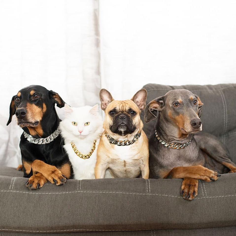 Cuban Link Dog Gold Chain Adjustable Collar