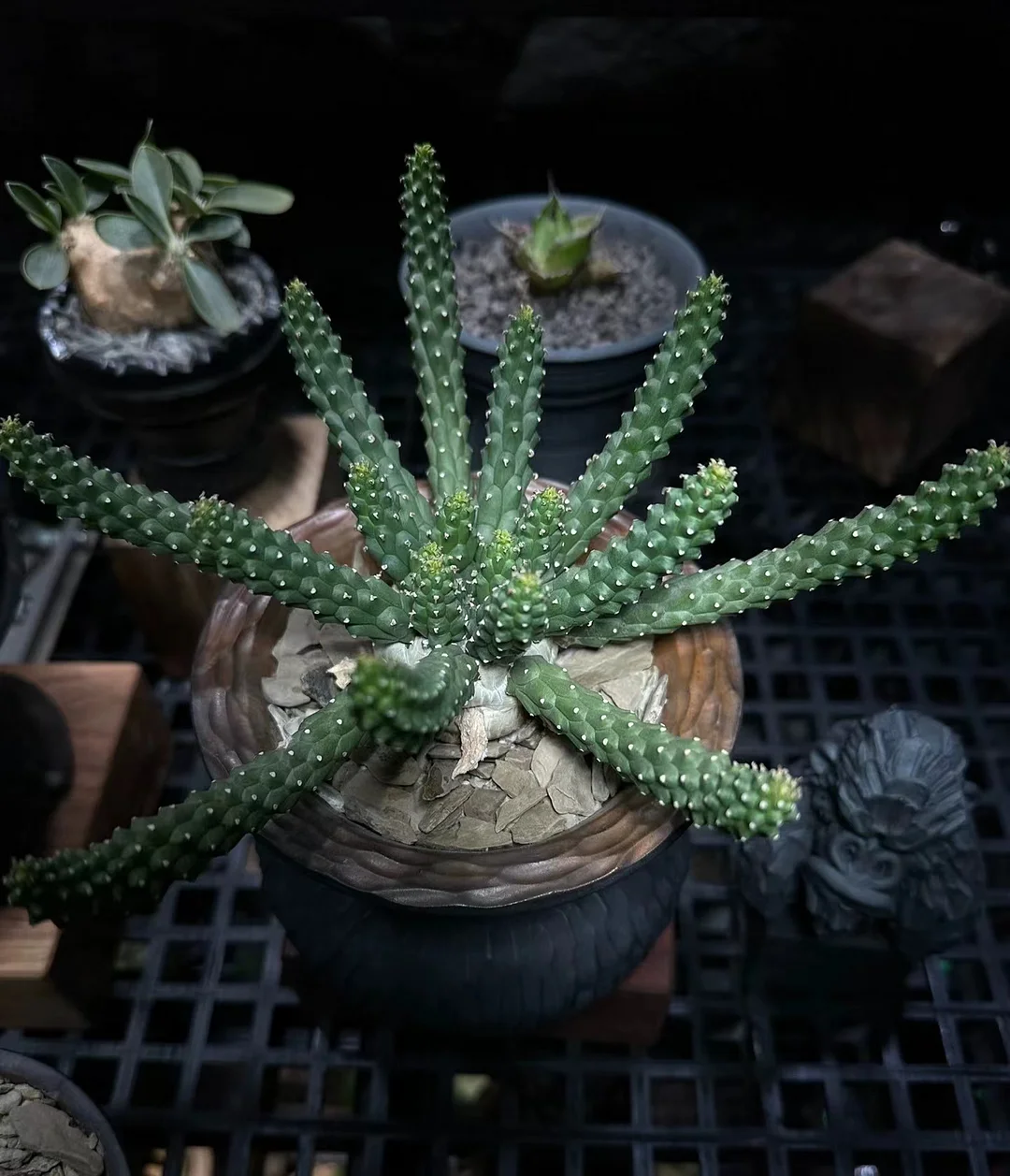 plant Aeonium Echeveria Haworthia  Caudex  Lithops Cactus  Agave 