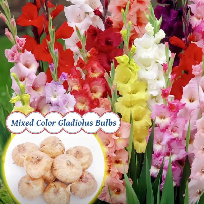 💐Gladiolus Bulbs