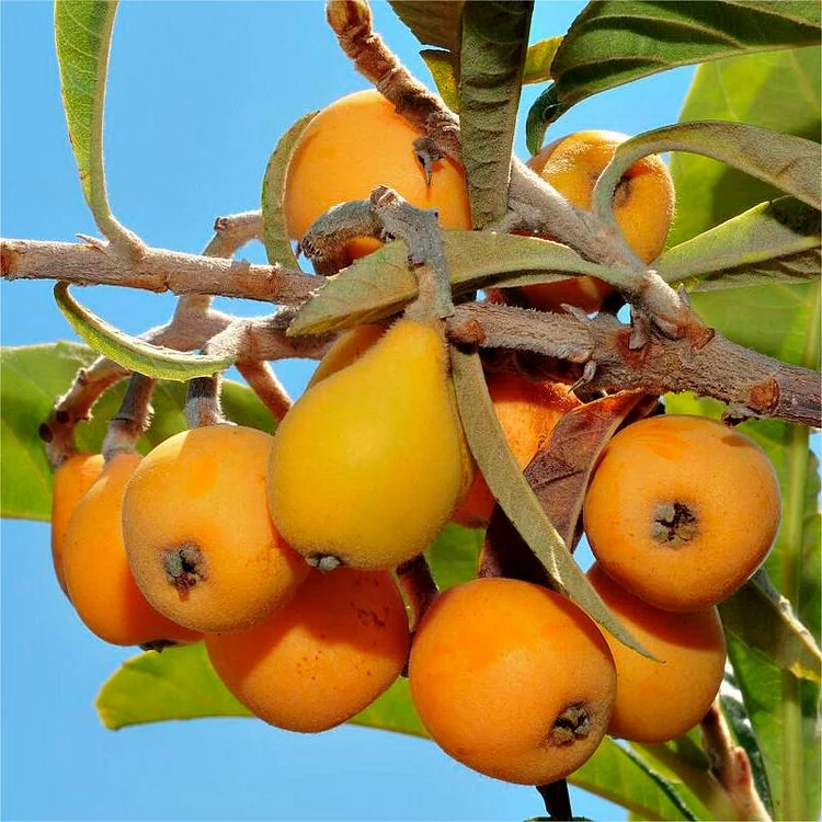 🔥Last Day Sale - 60% OFF🎉Five-star Loquat Seeds ⚡Buy 2 Get Free Shipping