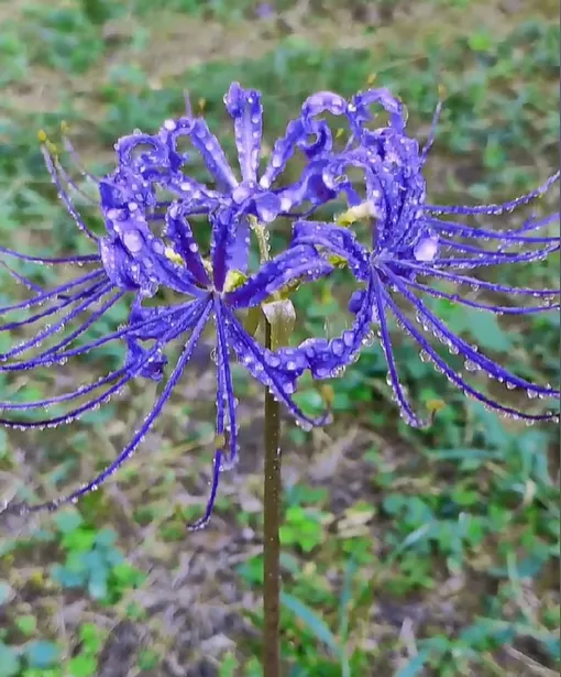 Spider Lily Bulbs-Multicolor🌈