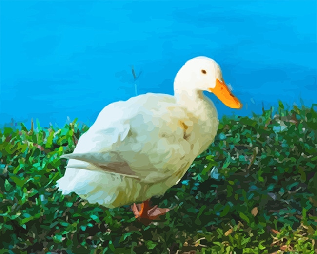 

White duck – Paint By Numbers - 40*50CM, 501 Original