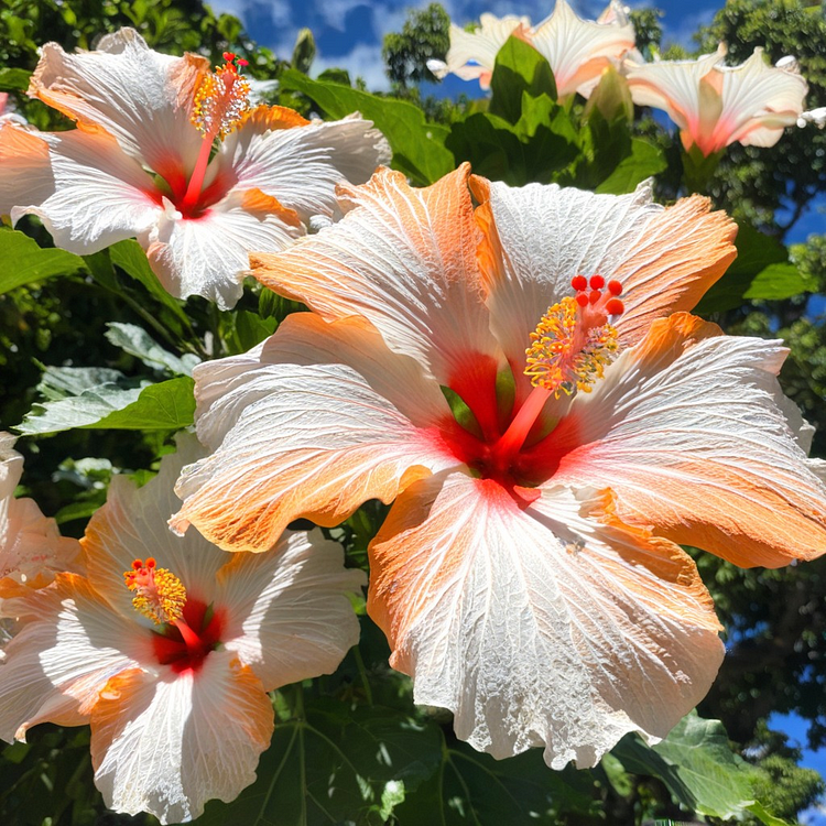 Multicolor Hibiscus Seeds 