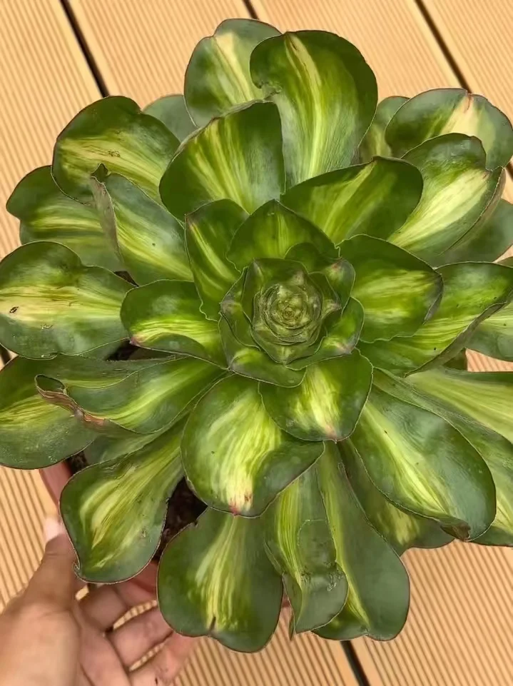 plant Aeonium Echeveria Haworthia  Caudex  Lithops Cactus  Agave 