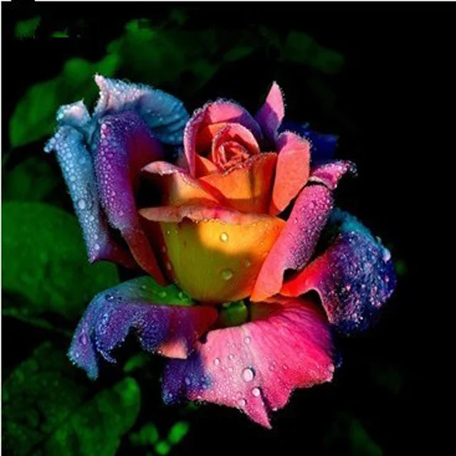 Diamond Painting - Full Round/Square Drill - Colorful Rose(30*30 - 50*50cm)