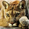 Tiger - 14CT Counted Cross Stitch 40*40cm/15.75*15.75in