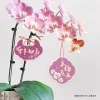 18PCS Purple Red Orchids Spring Festival Hanging Blessing Cards