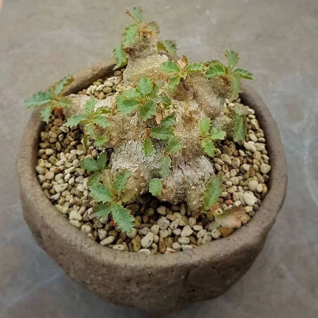 plant Aeonium Echeveria Haworthia  Caudex  Lithops Cactus  Agave 