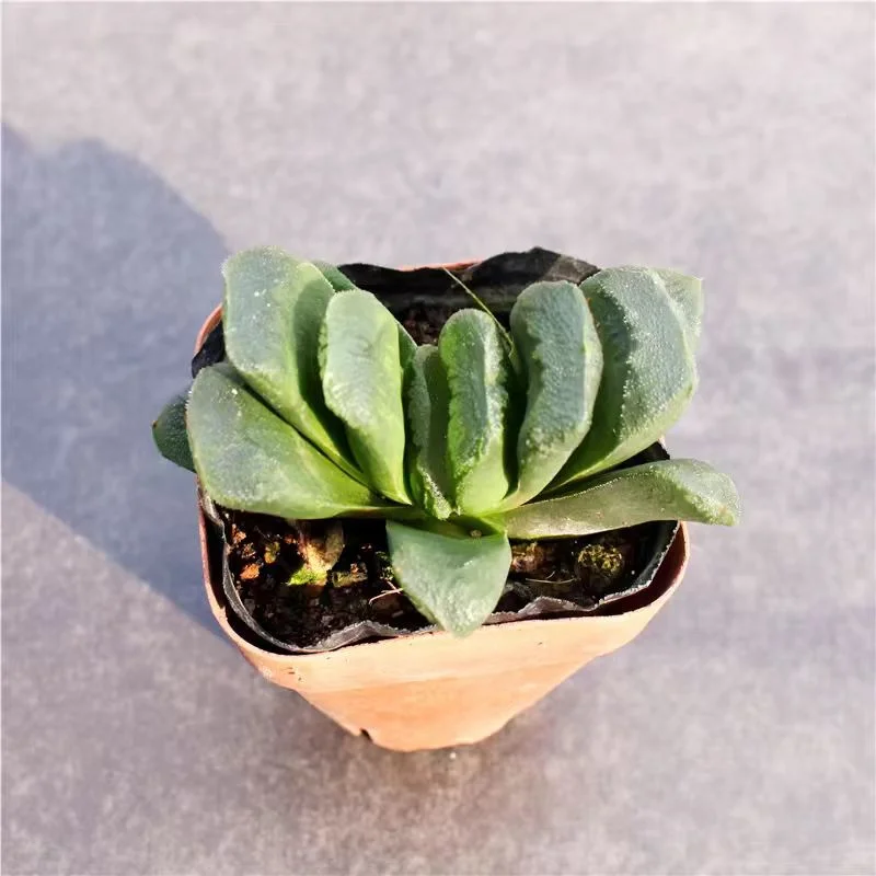 kkyy10.Haworthia truncata × retusa3-5cmbasin/ Haworthia/ Succulent plants / Garden landscape / Carefully select healthy plants