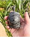 Tortoise Tortoise Model Resin Yada Angoloka Radiated Tortoise Ornaments Landscaping