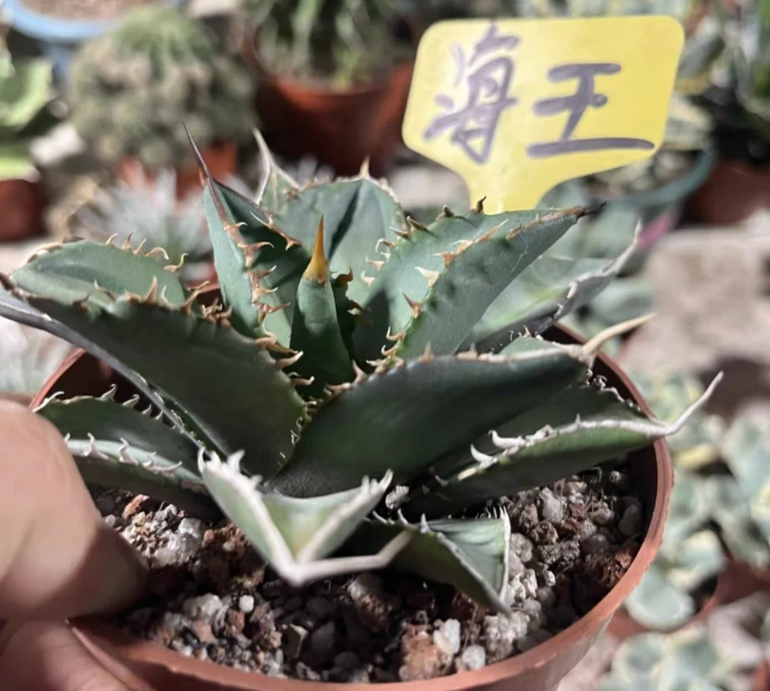 plant Aeonium Echeveria Haworthia  Caudex  Lithops Cactus  Agave 