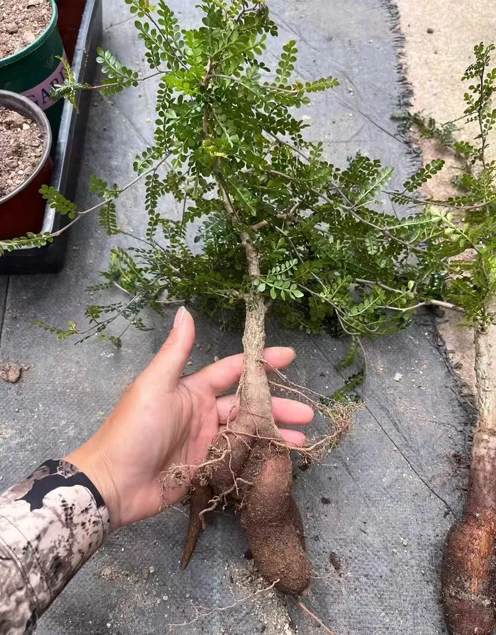 plant Aeonium Echeveria Haworthia  Caudex  Lithops Cactus  Agave 
