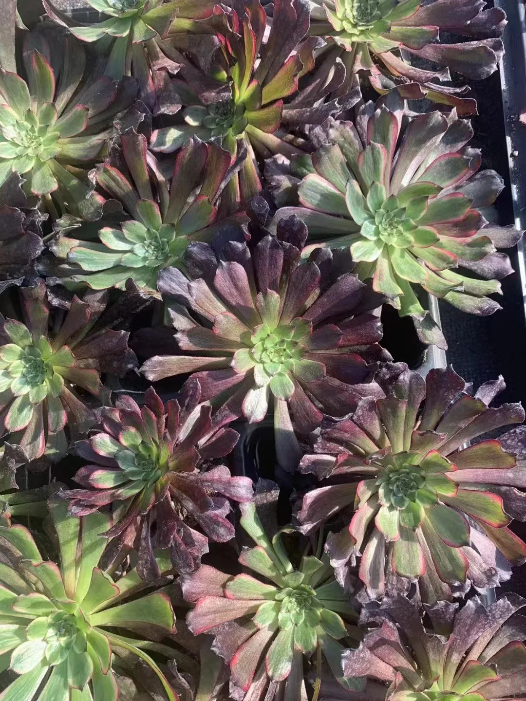 plant Aeonium Echeveria Haworthia  Caudex  Lithops Cactus  Agave 