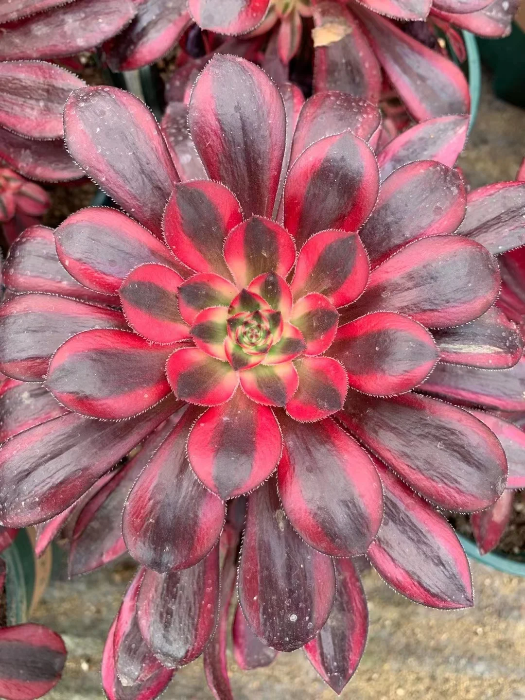 plant Aeonium Echeveria Haworthia  Caudex  Lithops Cactus  Agave 