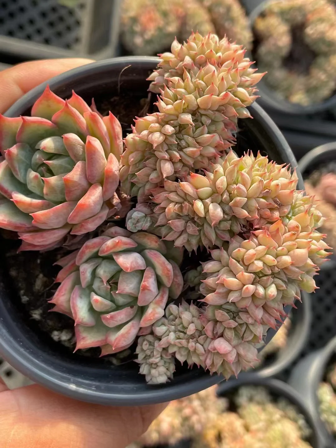 728.   TP crested  8-10cm / Echeveria / Succulent plants / Garden landscape / Carefully select healthy plants