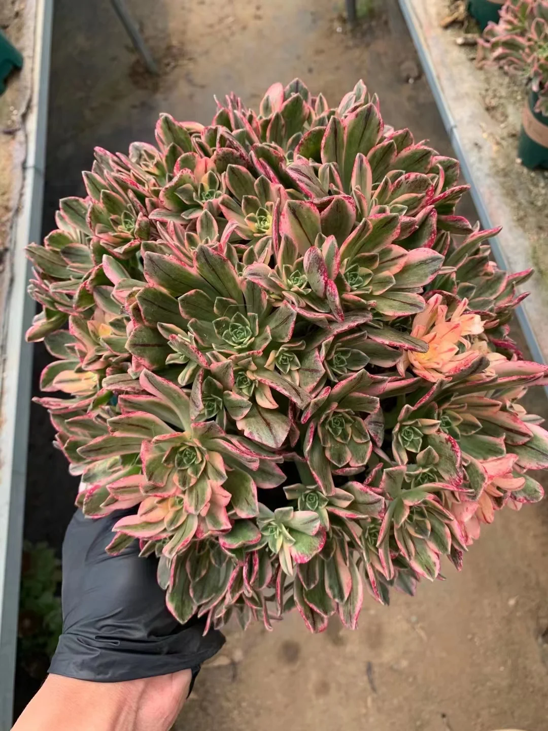 plant Aeonium Echeveria Haworthia  Caudex  Lithops Cactus  Agave 