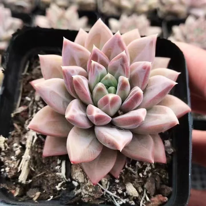 435.Echeveria Meteorite. single head 4-5cm/ Echeveria / Succulent plants / Garden landscape / Carefully select healthy plants