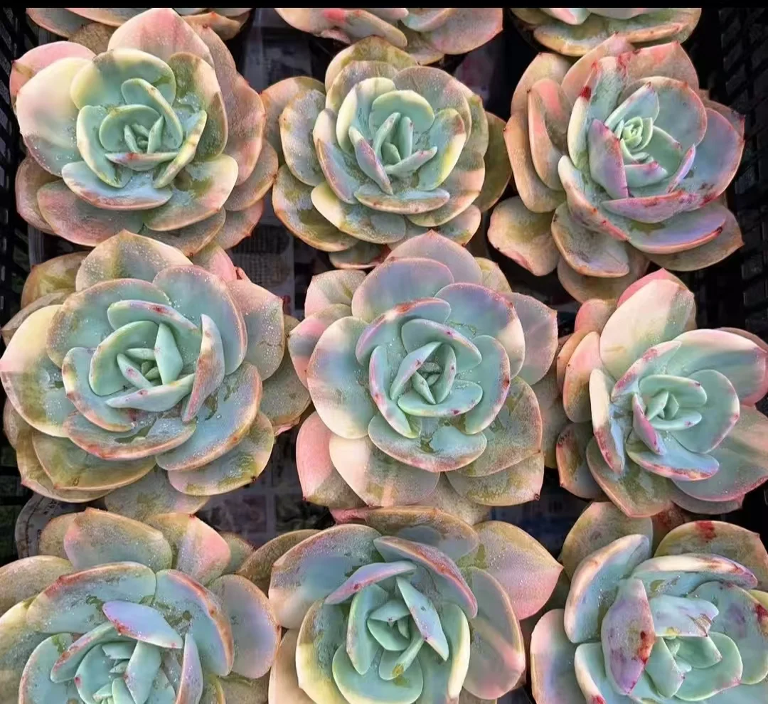 plant Aeonium Echeveria Haworthia  Caudex  Lithops Cactus  Agave 