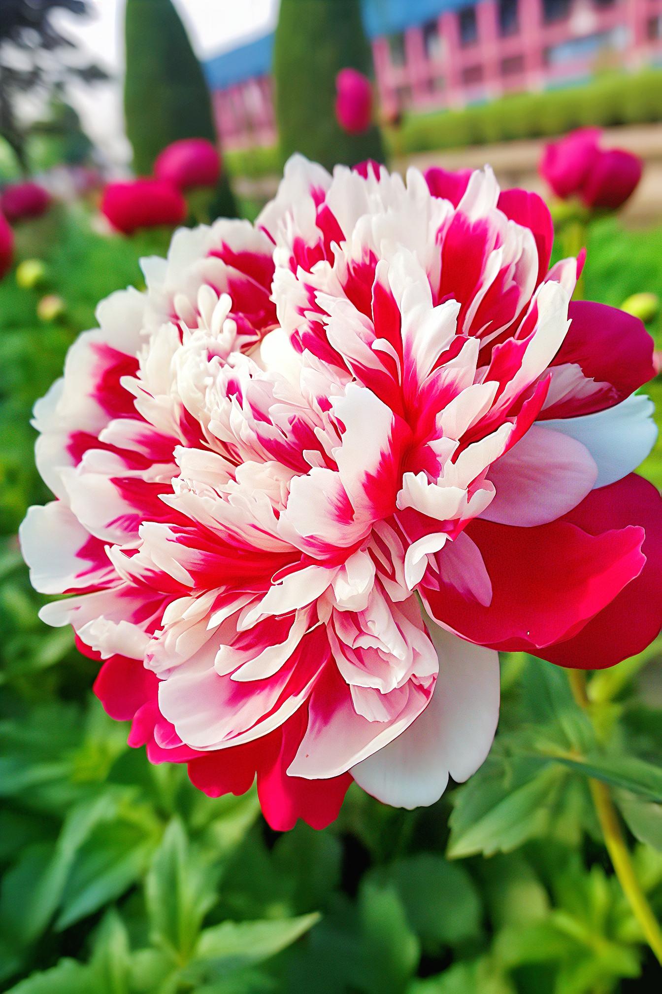 Red White Peony Seeds – Symbol of luck and wealth