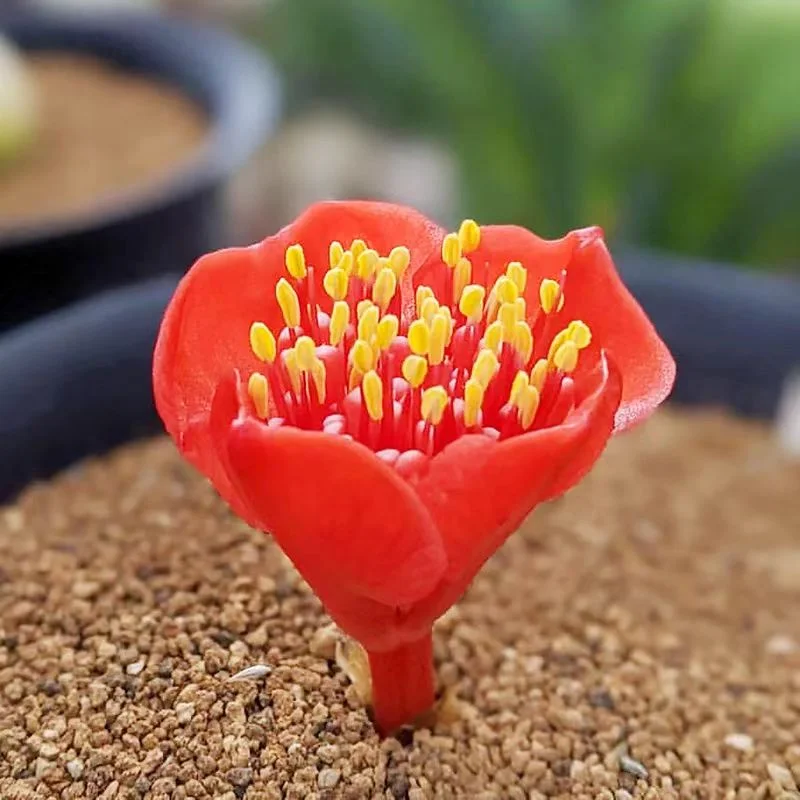 780.  Haemanthus crispus 2-2.5cm/ Caudex   / Succulent plants / Garden landscape / Carefully select healthy plants