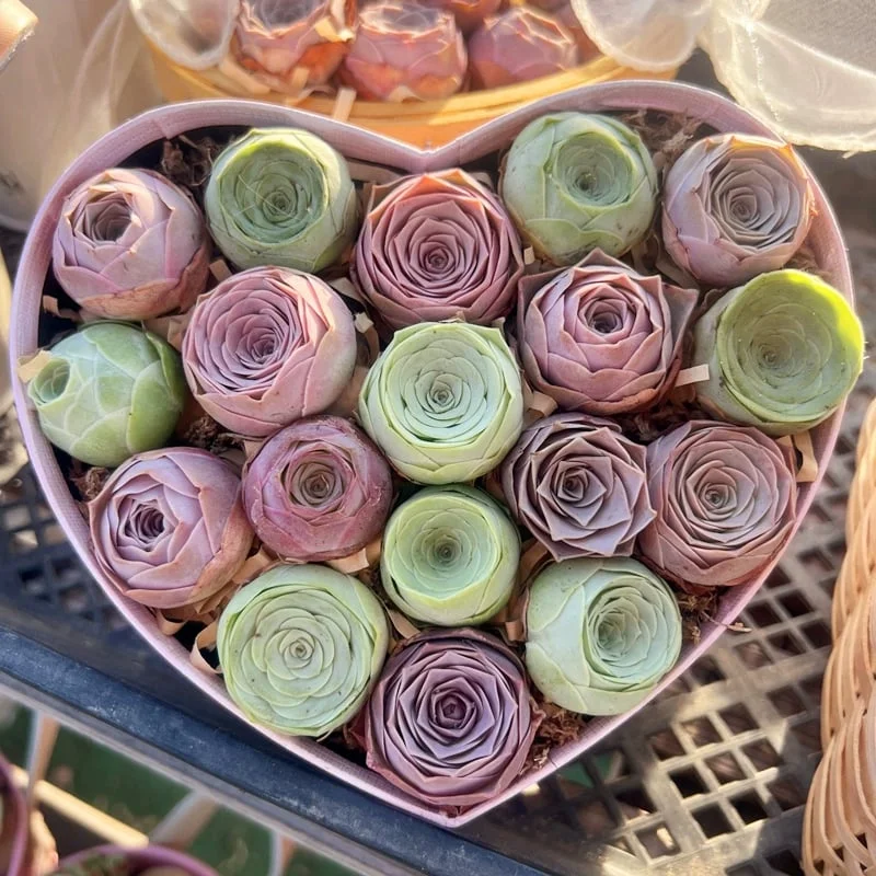 🌱🌹Mountain Rose: Beauty That Never Fades. Even for Newbie Blades!🌺