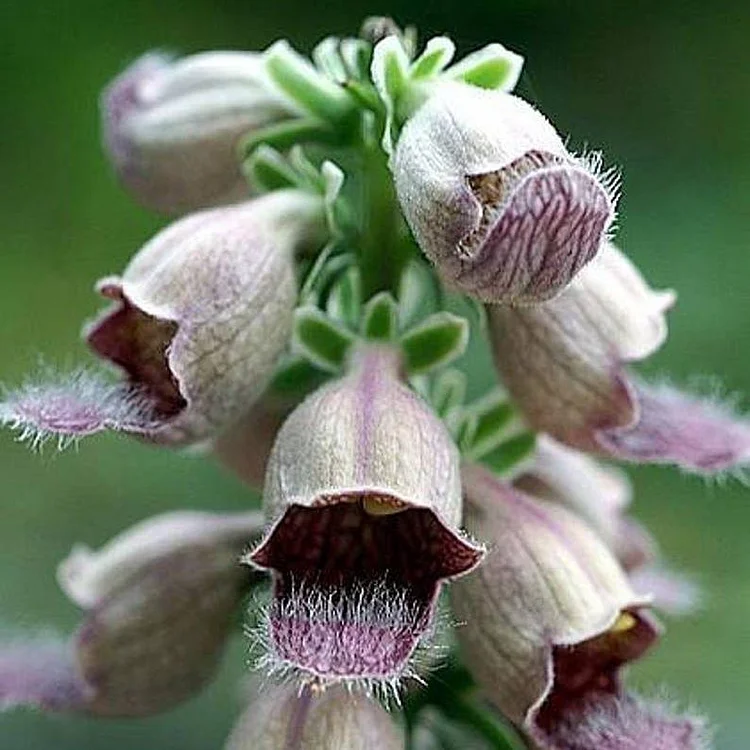 RUSTY FOXGLOVE Hummingbird Flower Digitalis Ferruginea Yellow Herald Seeds