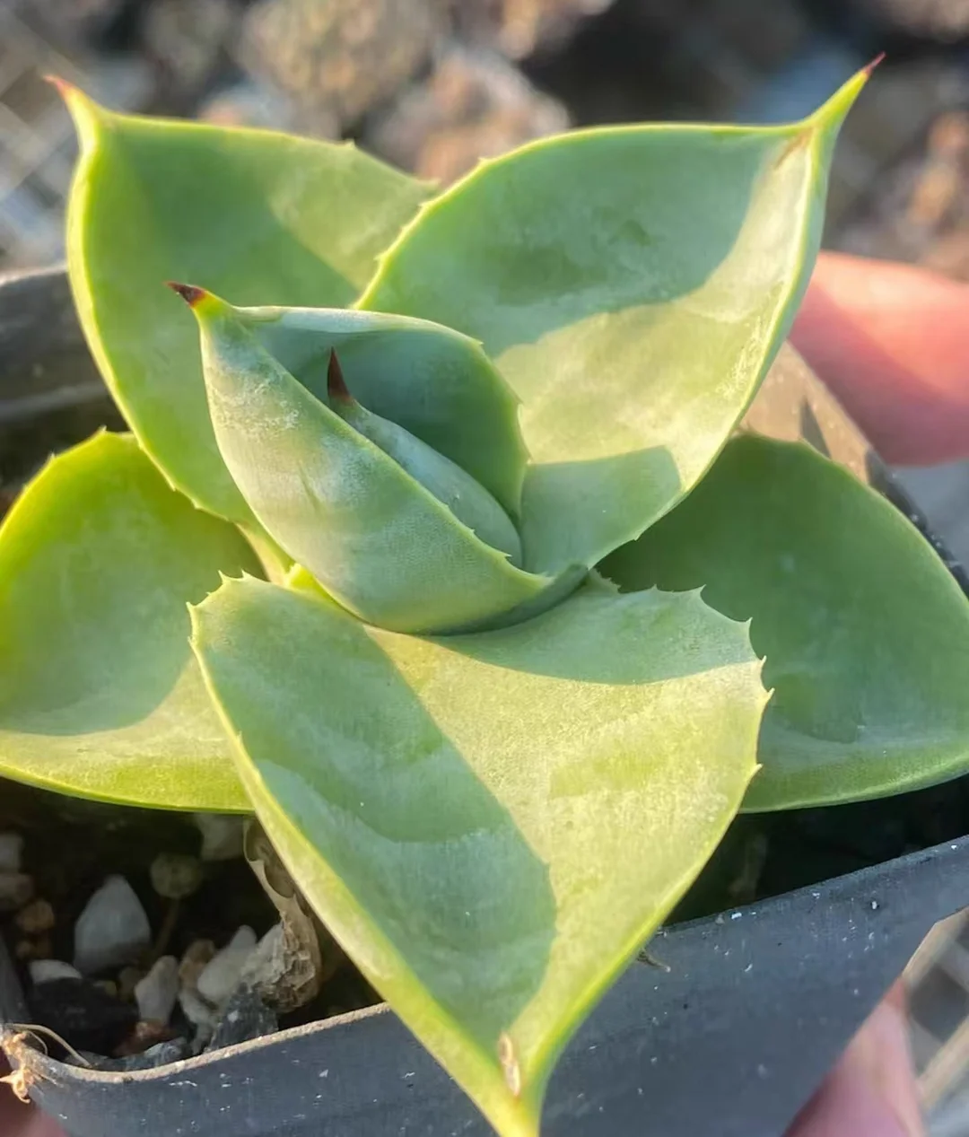 plant Aeonium Echeveria Haworthia  Caudex  Lithops Cactus  Agave 