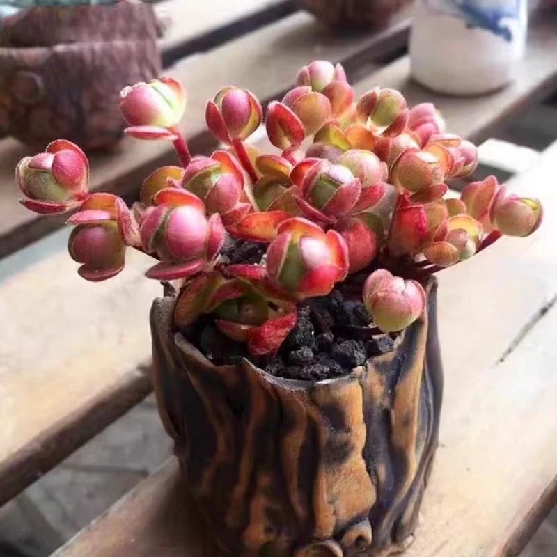 542. Echeveria  Rugby rose.  cluster  12-15 heads/ Echeveria /Succulent plants / Garden landscape / Carefully select healthy plants
