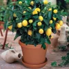 20pcs Bonsai Lemon Tree bonsai High survival Rate Fruit Tree bonsai For Home Gatden Backyard Free Shipping 