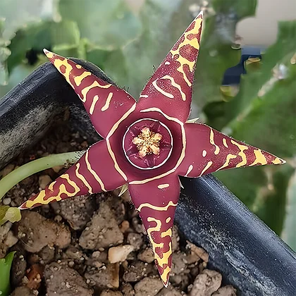 Starfish Flower