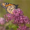 Pink Swamp Milkweed Seeds for Planting Asclepias incarnata 100 Seeds Attracts Monarchs