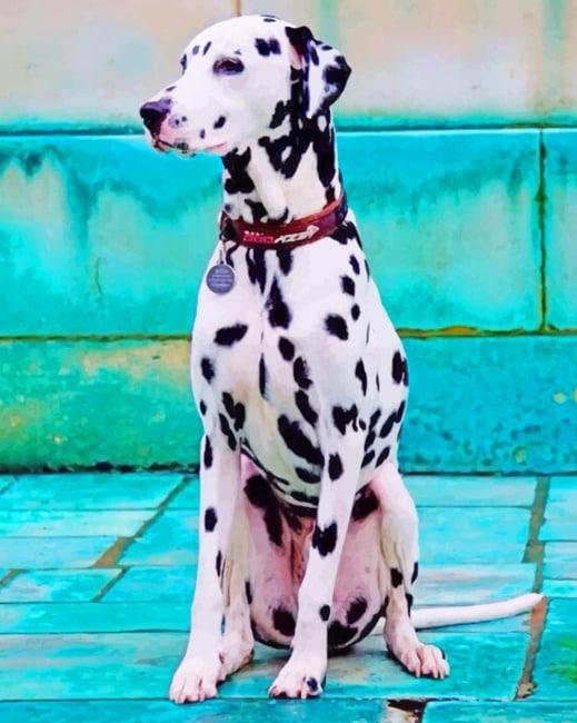

Dalmatian Dog – Paint By Numbers - 40*50CM, 501 Original