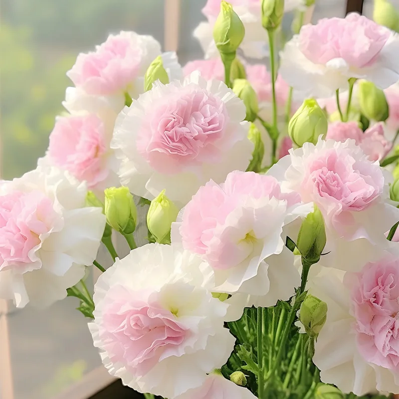 Premium Lisianthus Seeds – Grow Elegant, Long-Lasting Blooms in Your Garden