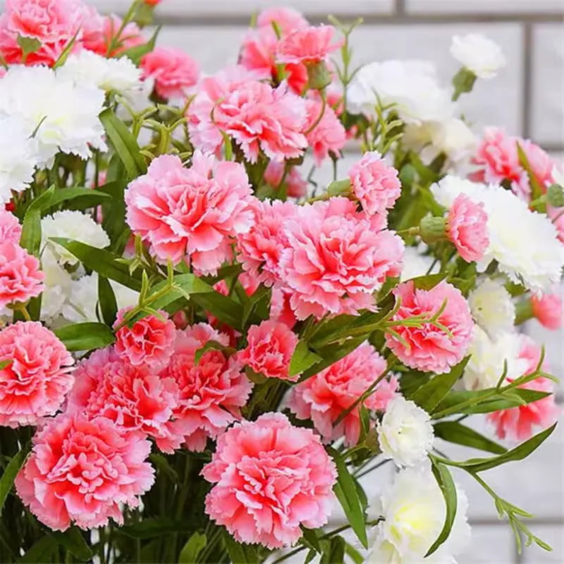 Double-Flowered Mixed Carnation Seeds