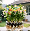 Phalaenopsis Lantern Flower Bulbs