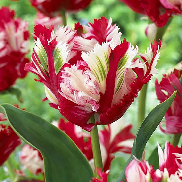 Double Tulips Bulbs