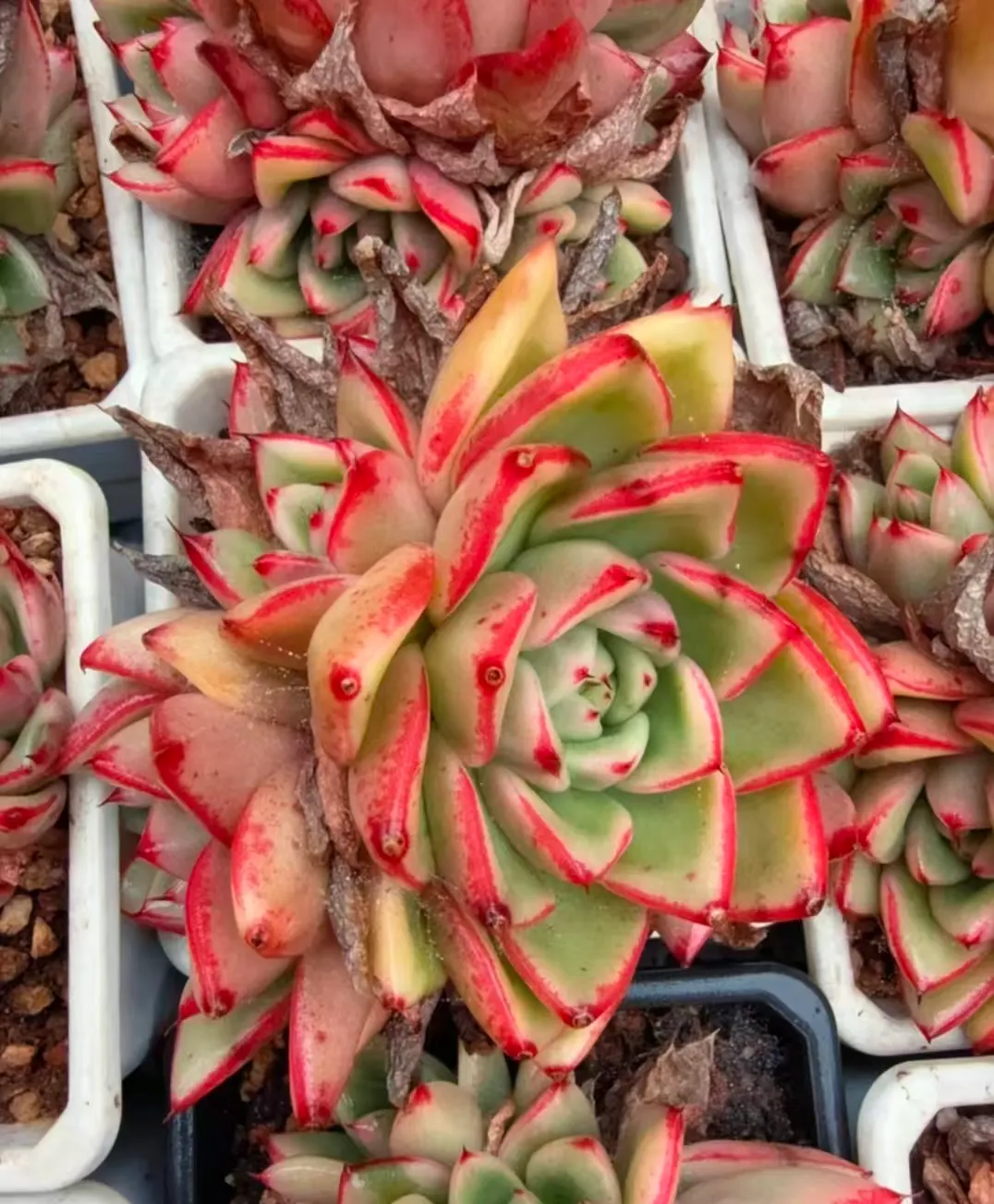 plant Aeonium Echeveria Haworthia  Caudex  Lithops Cactus  Agave 
