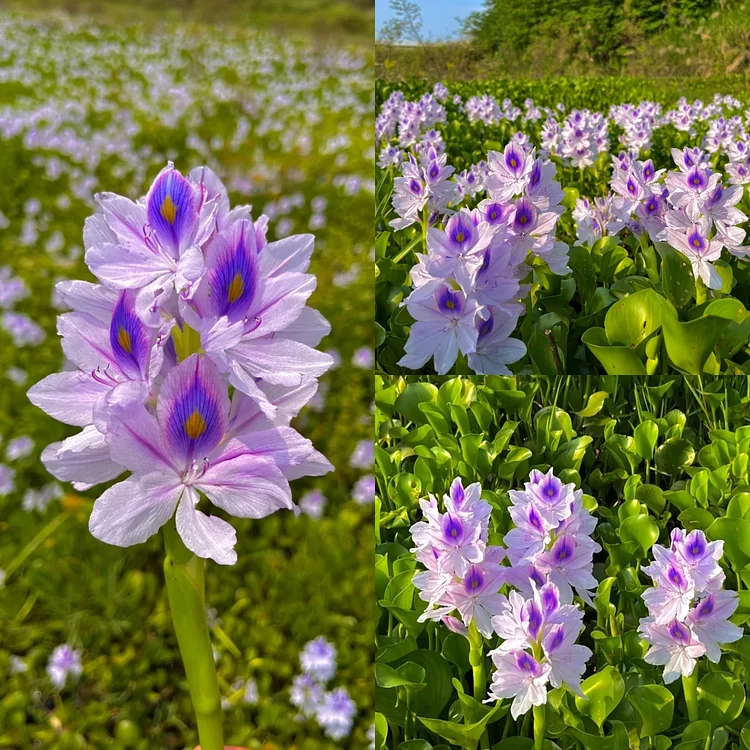 Water hyacinth-Eichhornia crassipes