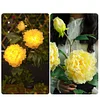 Solar Garden Decorative Light LED Rose Shape Stake Light for Garden Yard Backyard Waterproof