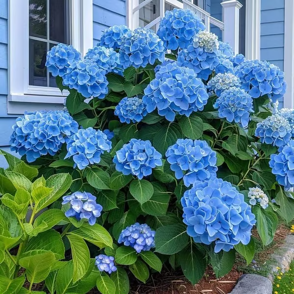 🔥 Limited Edition! Red, White & Blue Hydrangeas for America’s 250th 🇺🇸