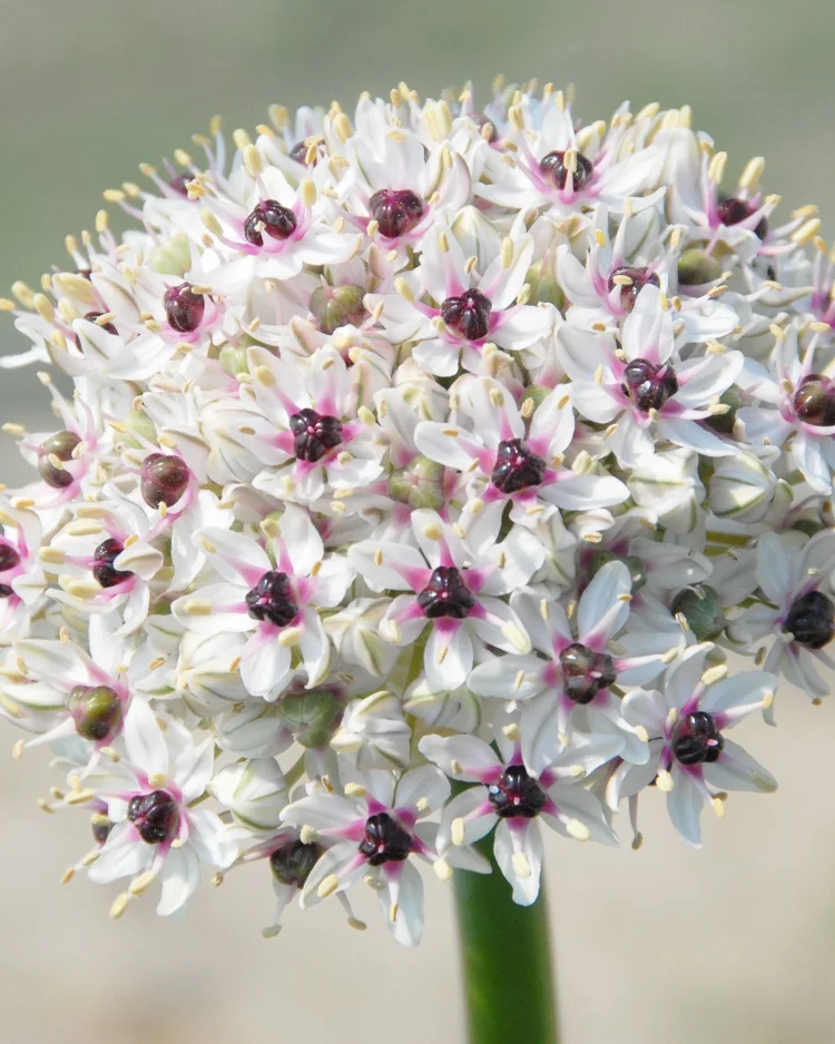Allium Karataviense