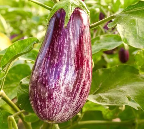 🍆 Nubia Eggplant Vegetable Seeds-Striped eggplant