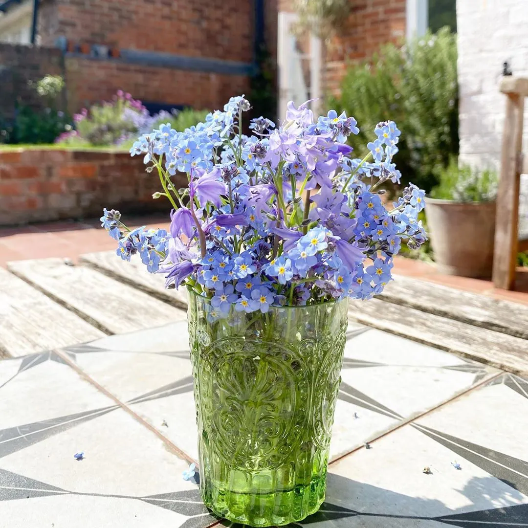 Alpine Forget Me Not Mixed Seeds - Myosotis alpestris - Biennial Flower Seeds - Organic Seeds