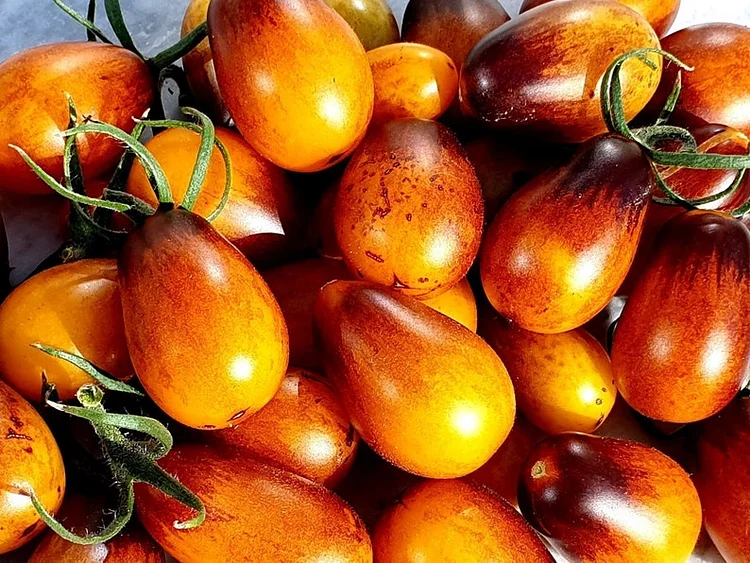 50+ Indigo Pear Drops Tomato Seeds! Heirloom, Open Pollinated, All Natural, Non GMO! Limited Quantity!