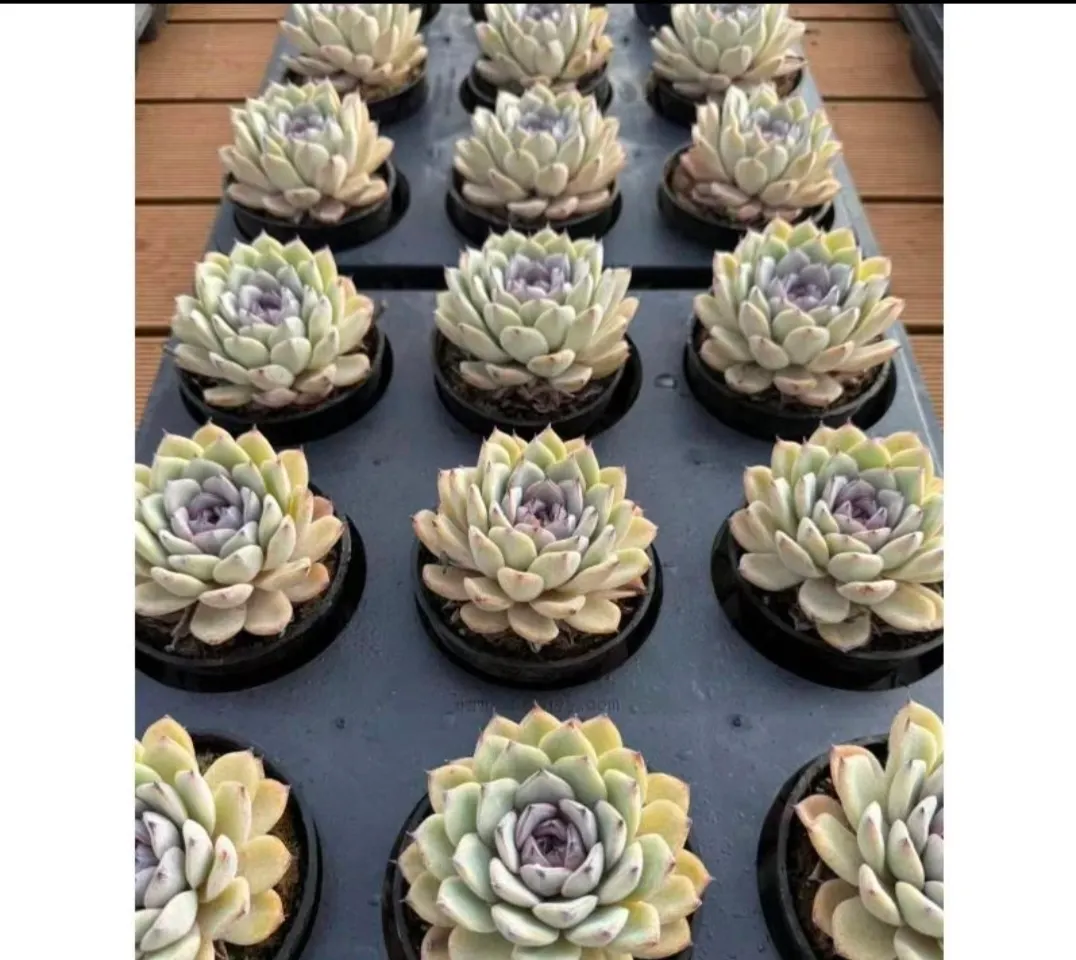 plant Aeonium Echeveria Haworthia  Caudex  Lithops Cactus  Agave 