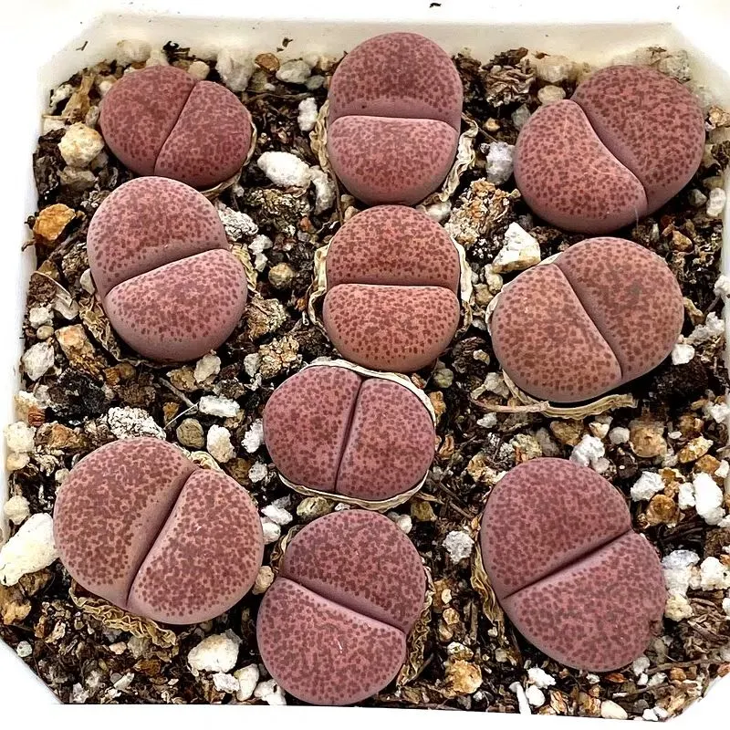 plant Aeonium Echeveria Haworthia  Caudex  Lithops Cactus  Agave 