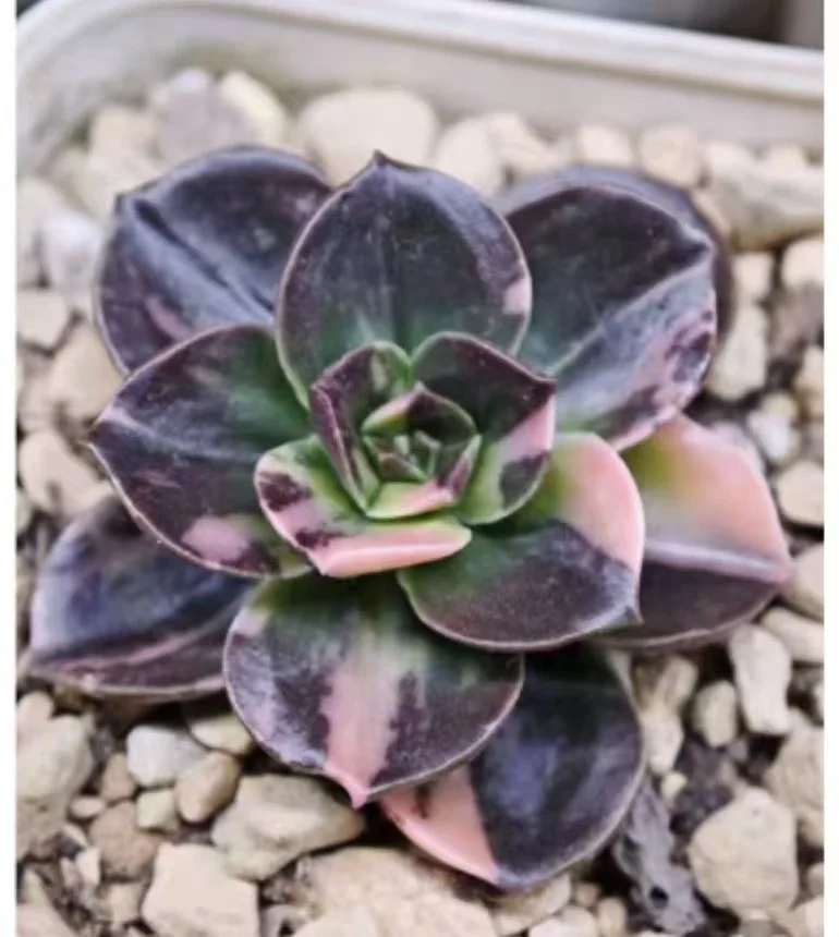 plant Aeonium Echeveria Haworthia  Caudex  Lithops Cactus  Agave 