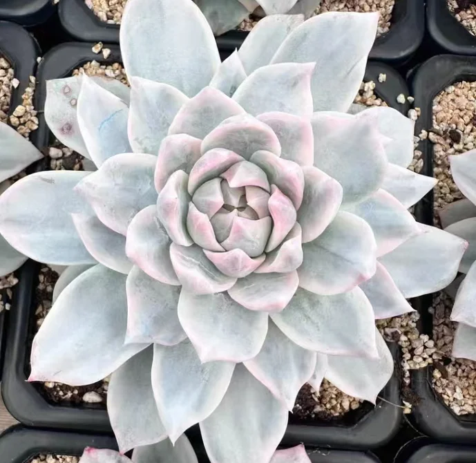plant Aeonium Echeveria Haworthia  Caudex  Lithops Cactus  Agave 