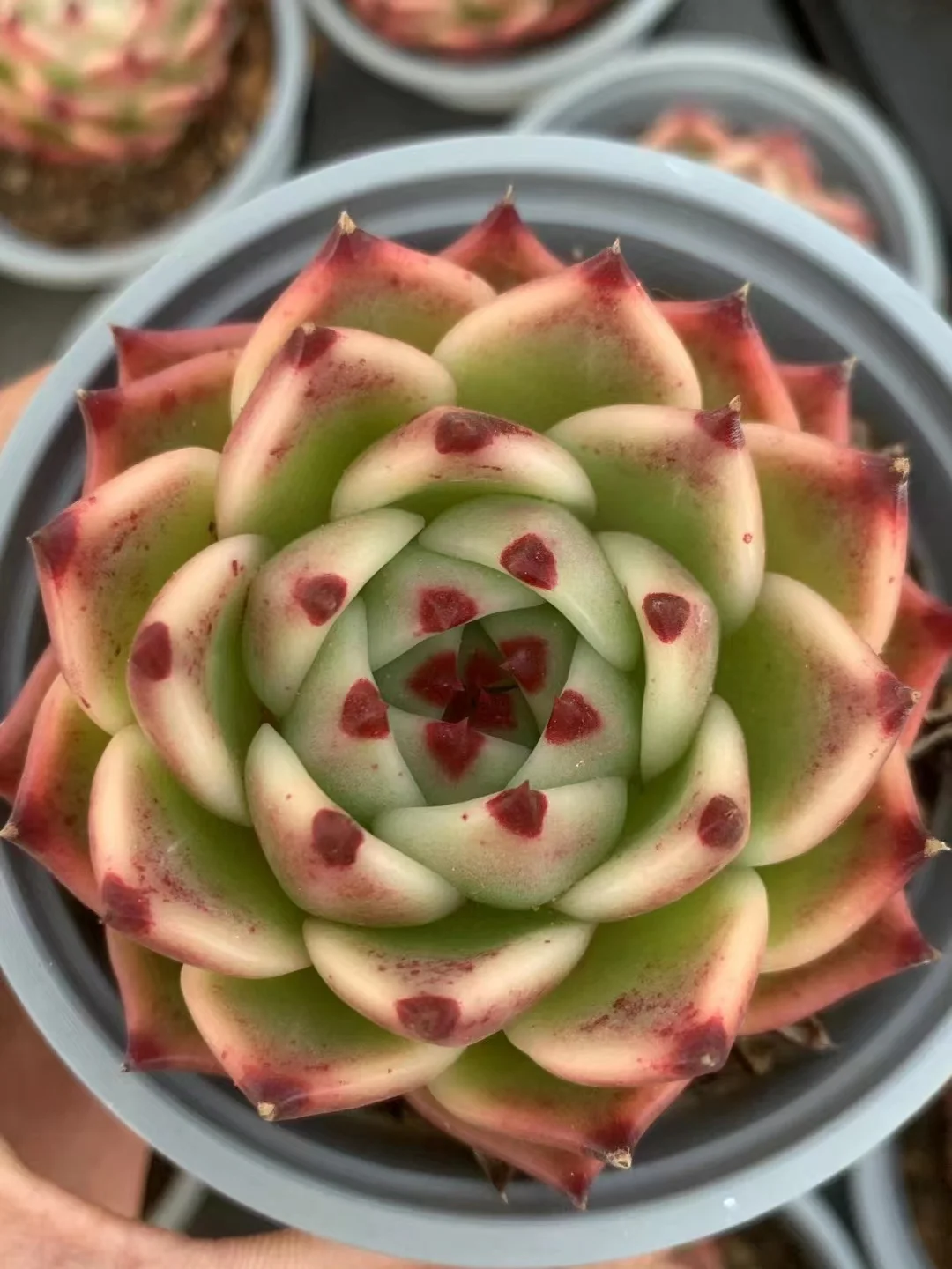 plant Aeonium Echeveria Haworthia  Caudex  Lithops Cactus  Agave 